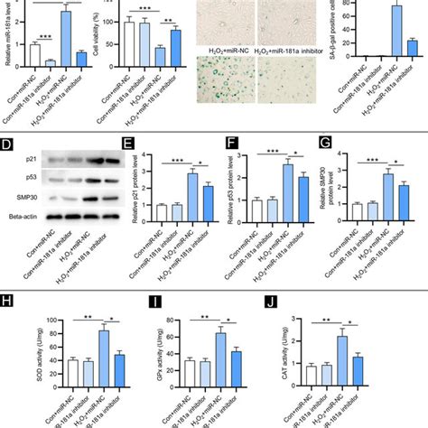 Mir A Depletion Mitigates H O Induced Cellular Senescence And