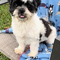 Davie Fl Shih Tzu Meet Fuji A Pet For Adoption Adoptapet