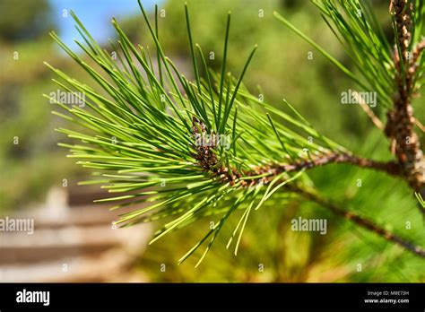 Elegante Rama De Pino Con Agujas Largas En Madera De Con Feras Vista