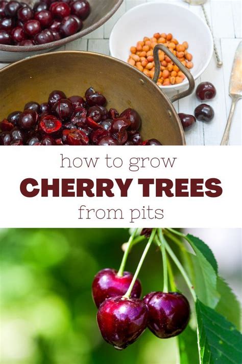 SEE HOW I GREW CHERRY TREES FROM PITS IT S EASY CREATIVE CAIN CABIN