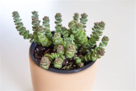 How To Grow And Care For Crassula Perforata