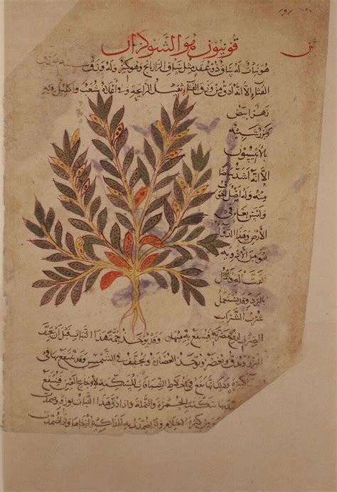 Folio from the De Materia Medica of Dioscorides | The Metropolitan ...