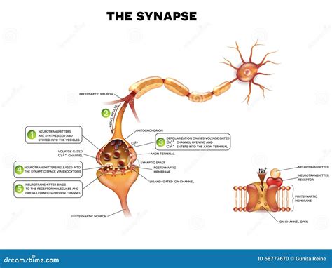 Synapse Stock Vector - Image: 68777670