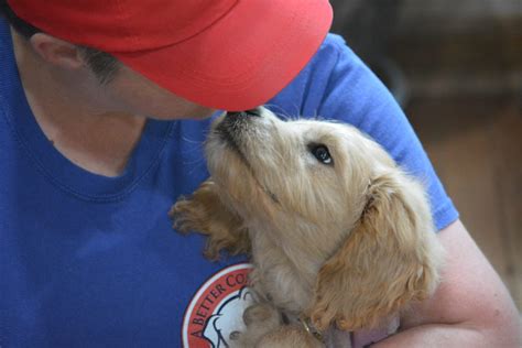 Private Lessons - A Better Companion Dog Training