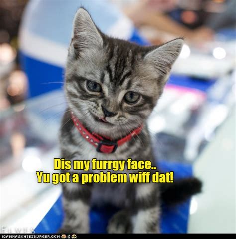 A Defiant Kittie Funny Animals Animal Captions Cute Animals