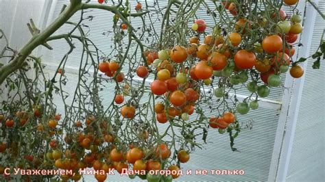 НАМУЧИЛАСЬ! С этим сортом Урожайных Томатов! Помидор на кусте видимо ...