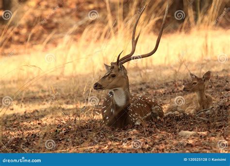 Father and Baby Spotted Deer Stock Photo - Image of india, fawn: 120525128