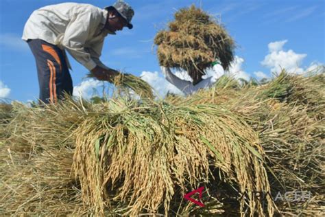 Petani Agar Jual Persen Gabah Ke Bulog Antara News Aceh