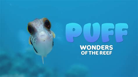 Puff Wonders Of The Reef Official Trailer Netflix Youtube