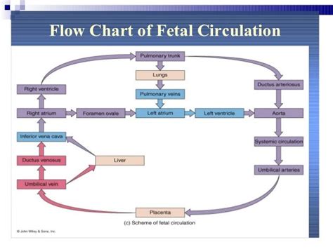 Flow Diagram Fetal Circulation Heart File:fetal Circulation