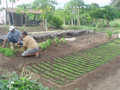 O MURAL EM FLASHES Plantação de Verduras em Riacho da Cruz