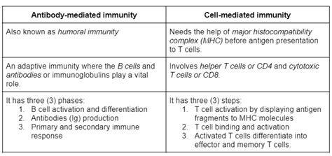 Difference Between Cell Mediated Immunity And Antibody Media Quizlet