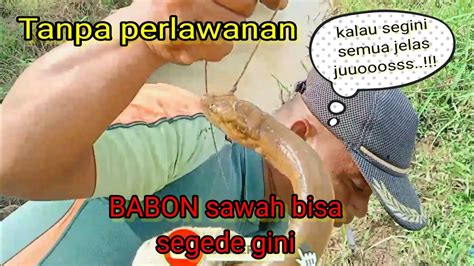 Mancing Belut Di Spot Persawahan Dapat Babon Eel Fishing Youtube