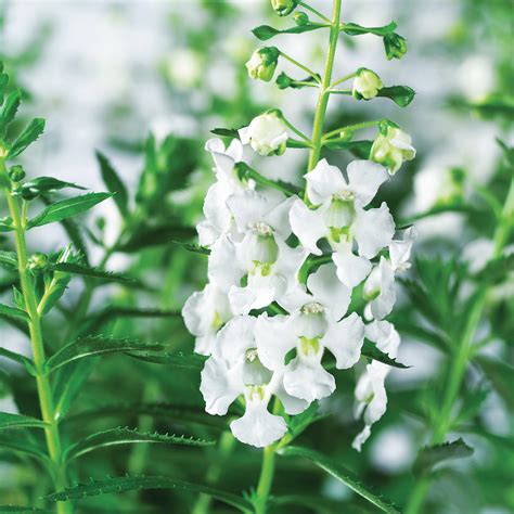 westhoff angelonia angelos white