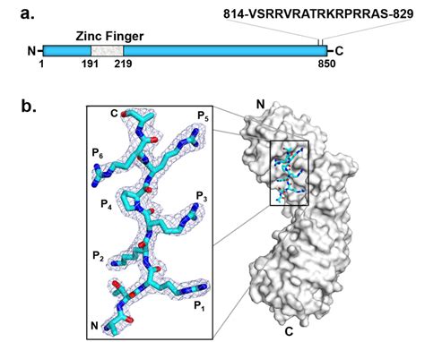 Hcmv Ters Has An Nls That Binds Importin α A Schematic Diagram Of Download Scientific