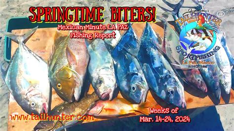 Mexican Minute La Paz Fishing Report From Tailhunter Sportfishing For