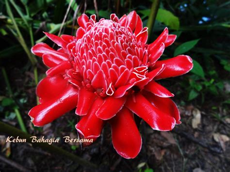 Kebun Bahagia Bersama Kantan Bunga Merah