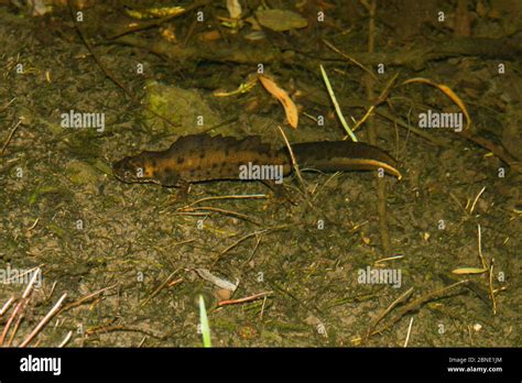 Great crested newt (Triturus cristatus) male in breeding condition on ...