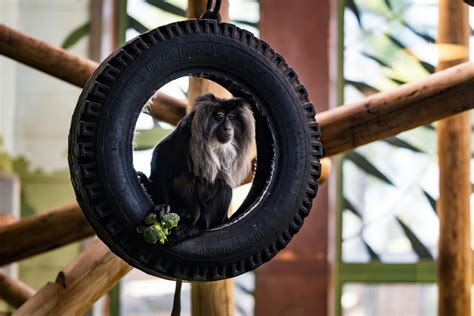 Tire Swing Photos, Download The BEST Free Tire Swing Stock Photos & HD Images