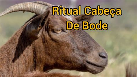 Cabeça De Bode Significado - Ritual Cabeça De Bode Entenda Mais! - YouTube