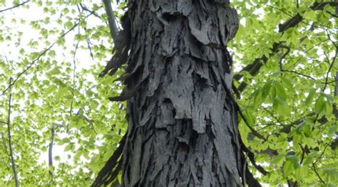 young hickory tree bark - Brinda Oswald