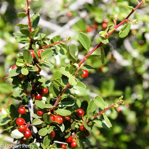 Redberry - Waterwise Garden Planner