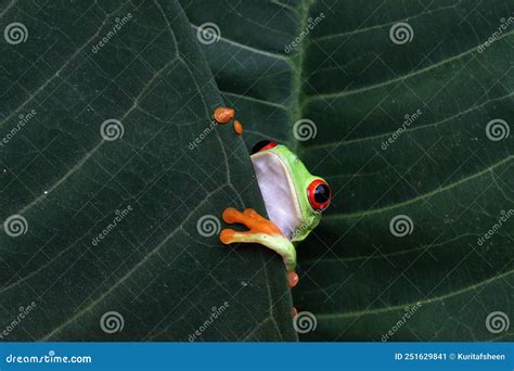 Red Eyed Tree Frog On White Background Stock Image Image Of Frog