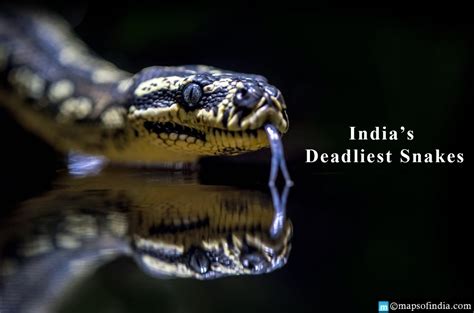 Know About The Deadliest Snakes In India India