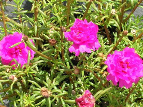 Moss Rose (Portulaca grandiflora) - Richard Lyons Nursery, Inc.