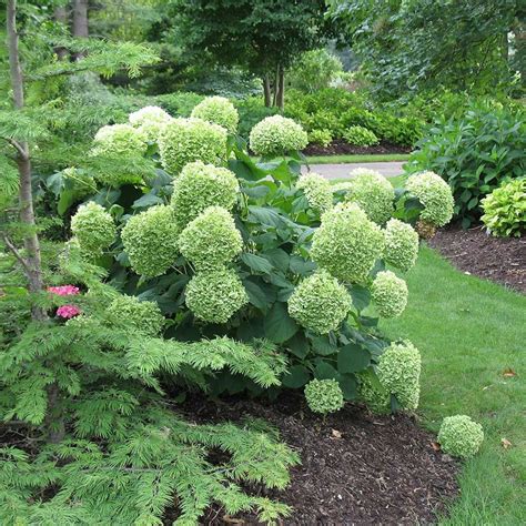 Hydrangea Arborescens Incrediball® Hydrangea Arborescens Incrediball Backyard Garden Design