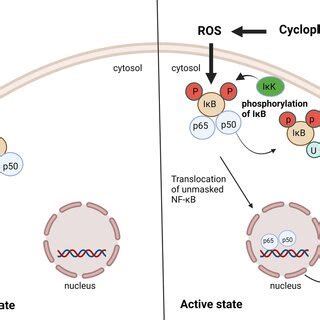 Activation Of Nf B Pathway By Cyclophosphamide I B Inhibitors Of B