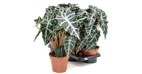 Алоказии - купить с доставкой все виды и сорта в интернет-магазине ...