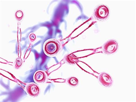 Diagrama que ilustra el proceso de meiosis división celular variación