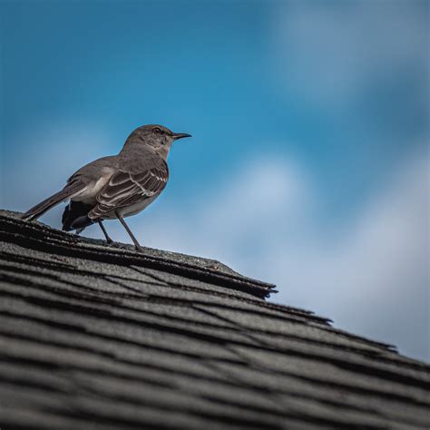 Mocking Bird Darrell Cummings Flickr