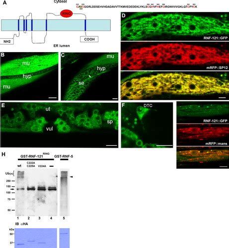 Rnf Is An Endoplasmic Reticulum Membrane E Ubiquitin Ligase