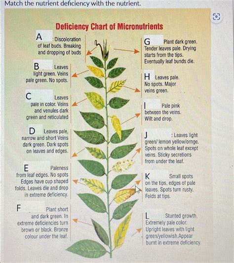 Solved Match the nutrient deficiency with the | Chegg.com