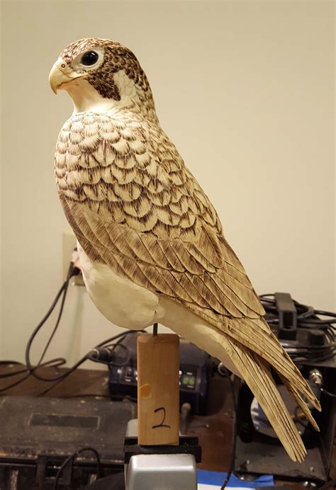 Illustrated steps of the process to carve and paint a Peregrine Falcon