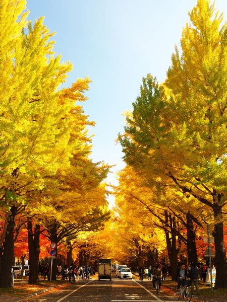 北海道大学の紅葉情報！イチョウ並木がおすすめ！【10～11月が見頃】｜北海道の魅力発信ブログ！