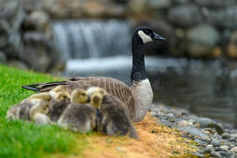 Un Canadensis De La Mam Branta Del Ganso De Canad Del Adulto Que Toma