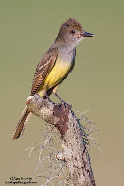 Great Crested Flycatcher Insect Eating Bird Most Widespread In North