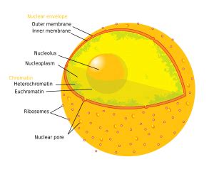 Nucleoplasm Facts for Kids