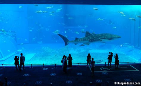 Okinawa Churaumi Aquarium - The Largest Saltwater Tank in Japan