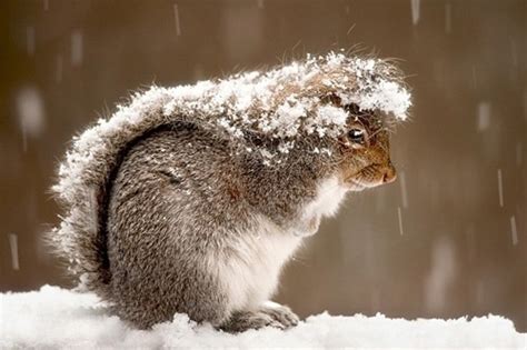 Winter Squirrel Pictures, Photos, and Images for Facebook, Tumblr ...