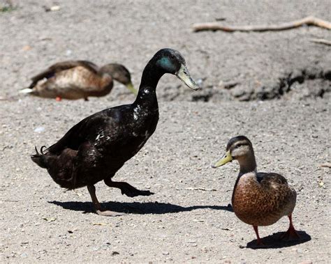 Solve Indian Runner Duck With Mallards Guajome Regional Park