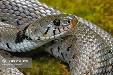 Grass snake, colubrid, colubrids, Natrix natrix helvetica, snake ...