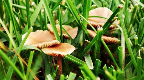 What It Really Means When Mushrooms Sprout In Your Yard