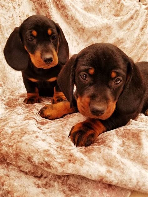 Black And Tan Mini Dachshund Puppies In Manchester Gumtree