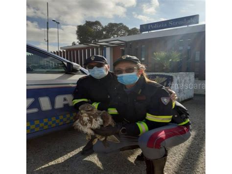 A Poiana Ferita In Autostrada Salvata Da Polizia Pescarapost