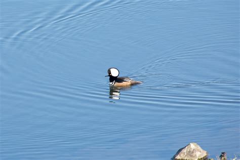 Hooded Merganser by Louis Cross - BirdGuides