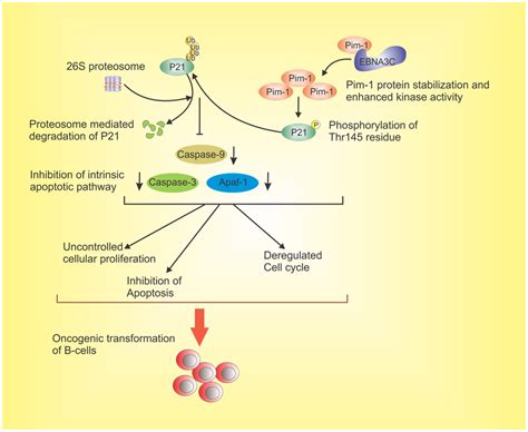 The Schematic Diagram Illustrates The Potential Contribution Of Ebna3c